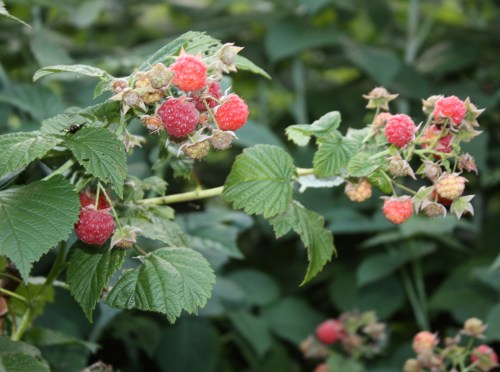 Fantastic raspberry year for us.  The first year the patch is big enough to include them in the share.