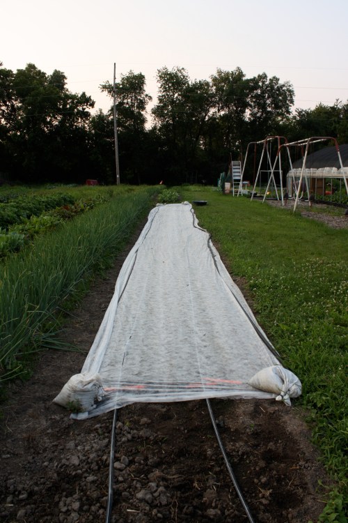 Carrot section under row cover.