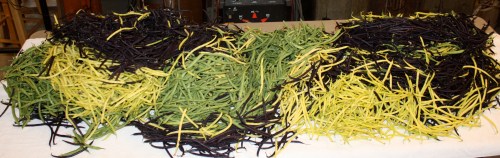 The bean harvest we have been waiting for!