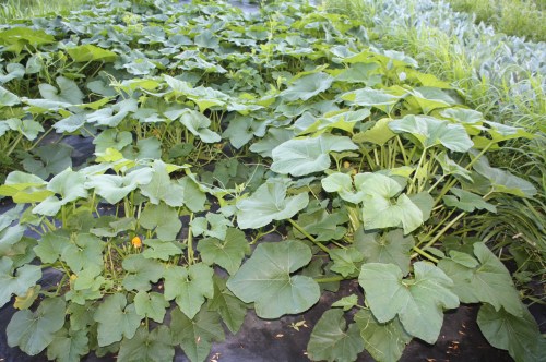 Winter Squash Patch.
