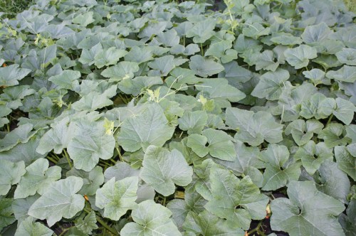 Another winter Squash patch.