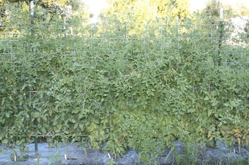 Cherry tomato plants have climbed to the top of the 6 foot trellis.  AND! loaded with tomatoes.