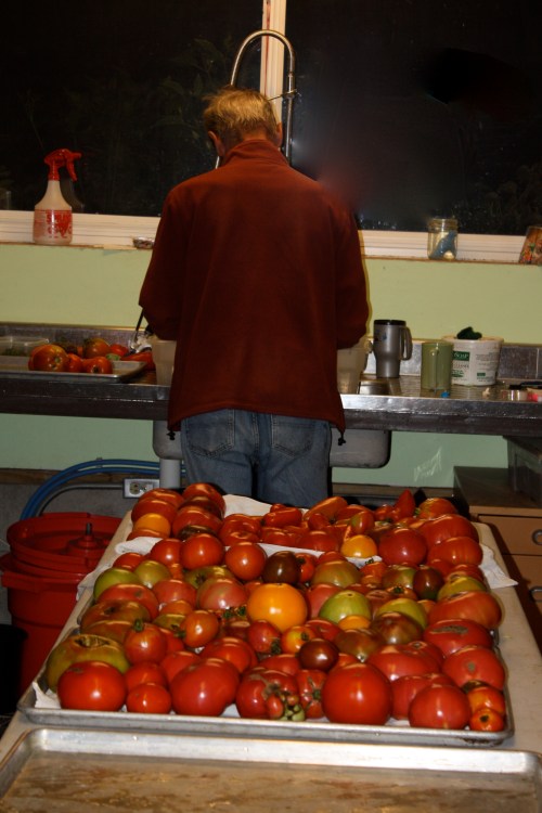 Scott washing the tomatoes last night.