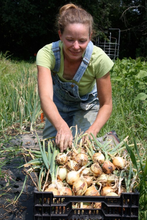 Sweet onion harvest begins.
