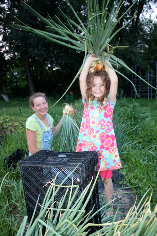 Maeve and I harvesting the onions and shallots last season.