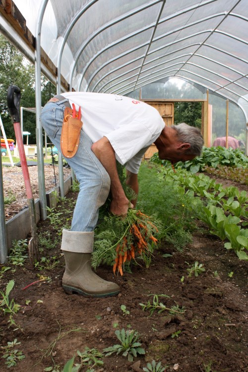 Scott harvesting carrots.
