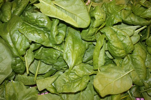 Just picked....Tender Spinach in August.