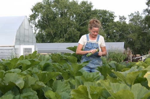 And more zucchini harvest.