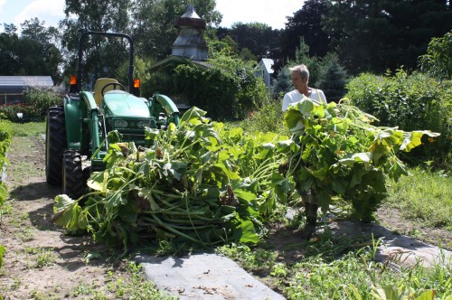 Summer Squash vines going to the compost pile.
