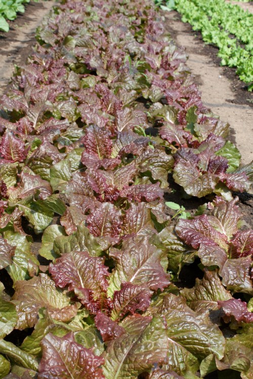 The lettuce crop at harvest time.