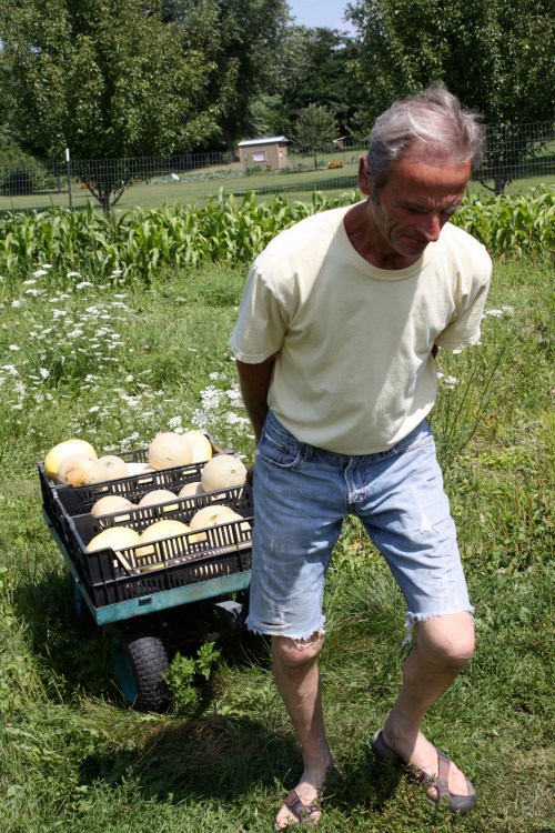 Scott hauling up a load of cantalope.