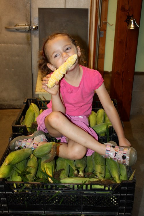 Maeve sampling the corn harvest.  She thinks raw sweet corn is the best.