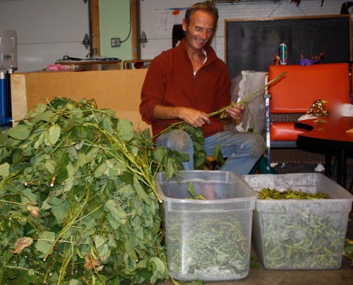 Scott pulling all the beans off the plants.  A BIG! job.