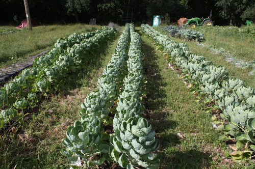 Brussles Sprout rows.