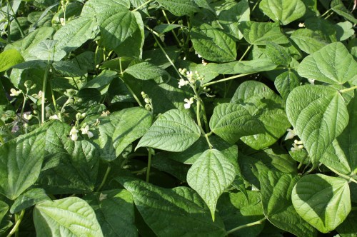 Next green bean harvest.