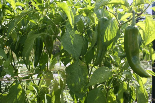Anaheim pepper plants in the garden.