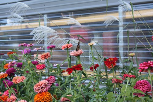 Hanging out in the zinnia patch.