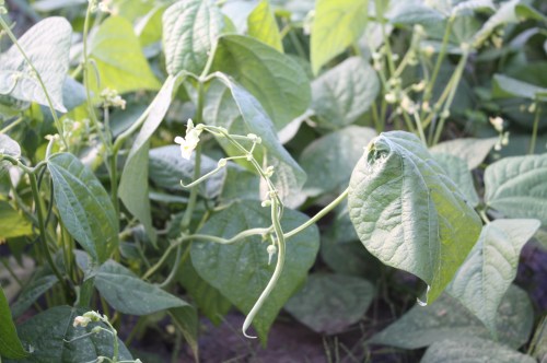 The final green bean crop is slow to develop in the cooler and shorter days....next week a bounty!
