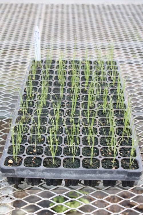 Green onions ready for transplant in the hoophouse for a late season Winter share treat.
