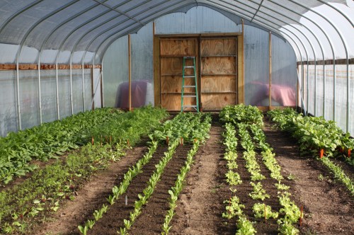 The hoop house is packed with Autumn crops that thrive at this time of year.