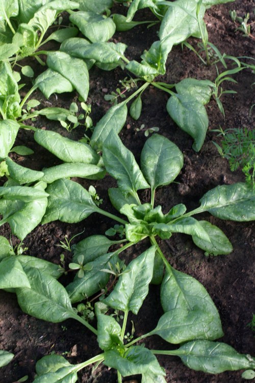 Thick Autumn Spinach leaves at havest.
