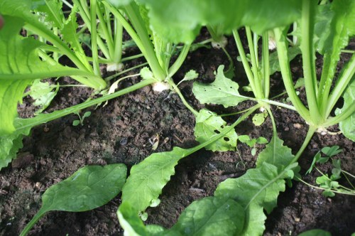 Baby sweet turnips in the hoop house.