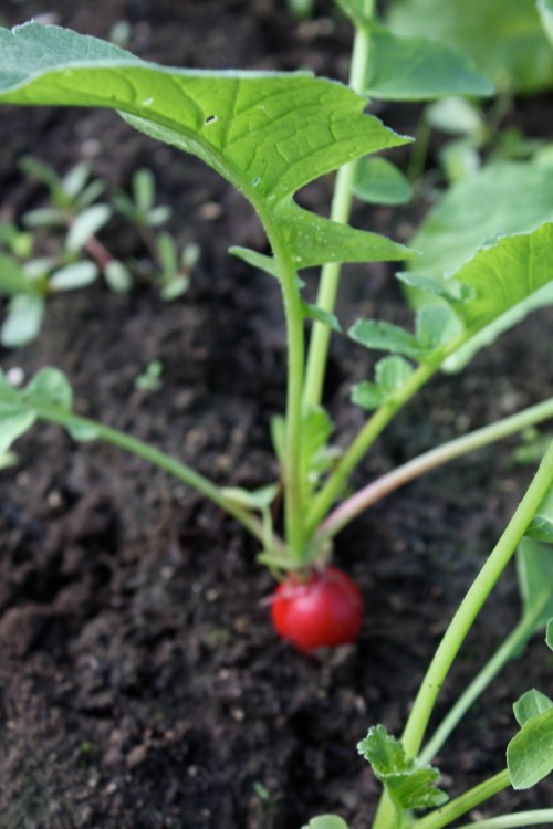 The last radish from this rotaion in the hoophouse.
