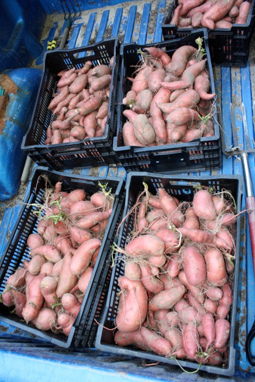 Sweet potatoes coming in from the field.
