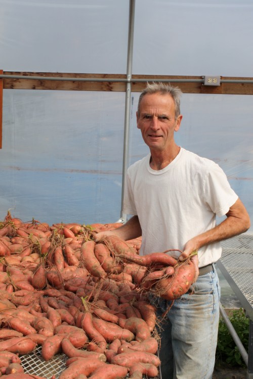 Scott with some beautiful sweet potatoes in the greenhouse.
