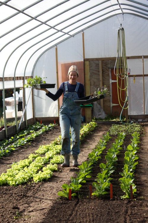 Cool loving broccoli plants going in the hoophouse for Winter Share harvest.