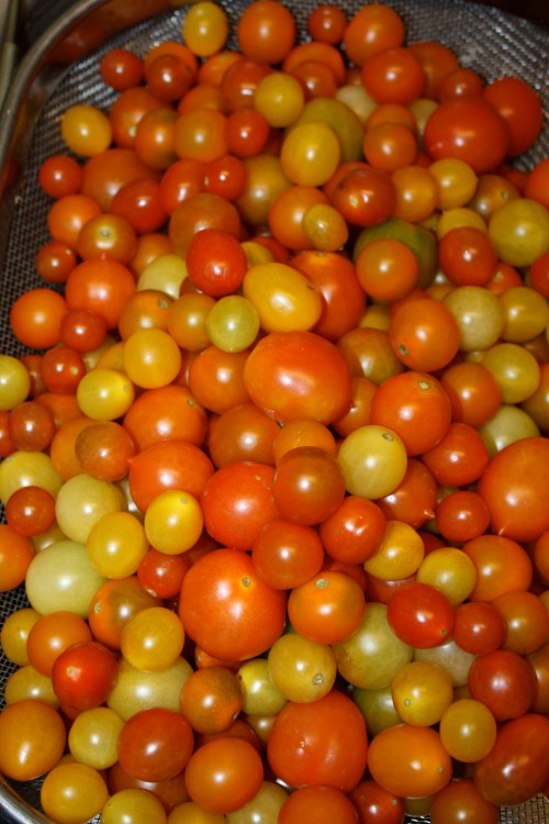 The last cherry tomato harvest.