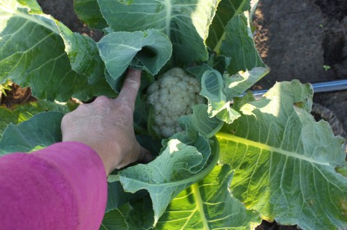 Cauliflower heading up in the garden.