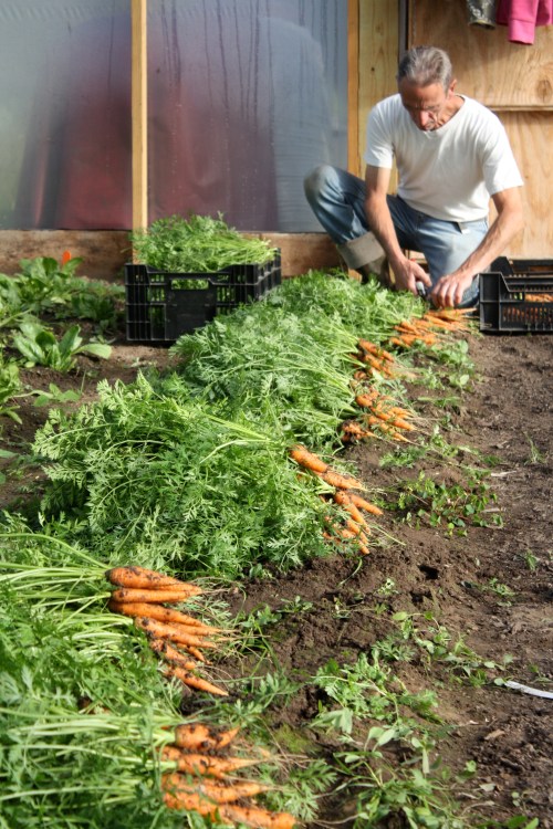The carrot harvest in the hoophouse.