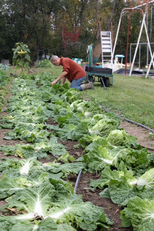 Scott harvesting the Napa Cabbage before the frost.