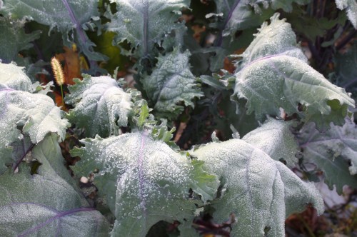 Frosty Kale.