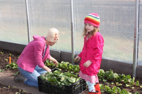 The spinach harvesters in the hoophouse. 