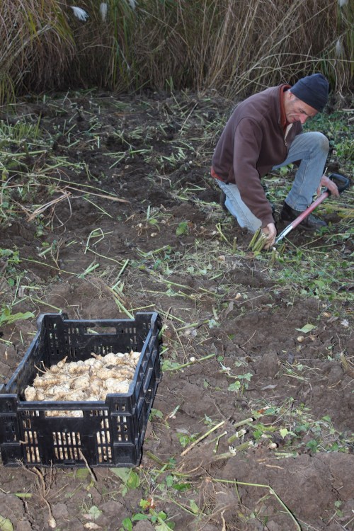 Scott digging the sunchokes  earlier in the Fall.