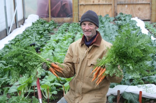 A great final carrot harvest.
