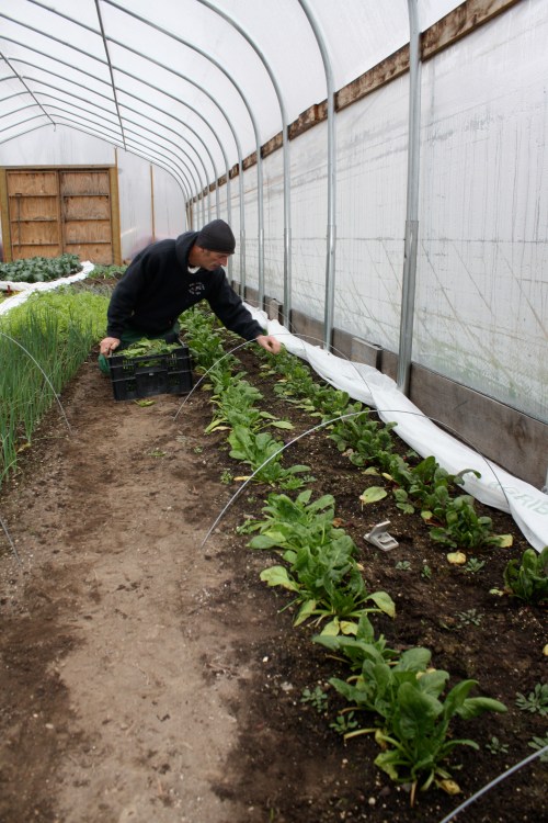Scott harvesting Red Kitten Spinach.