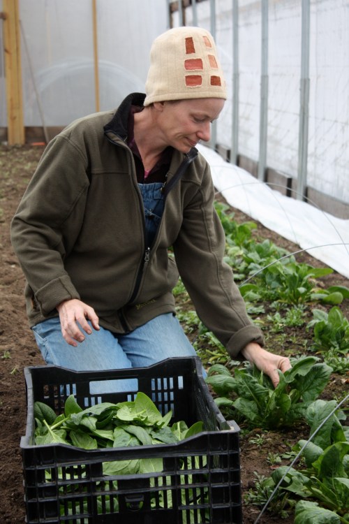 Jennifer harvesting the big juicy Space Spinach.