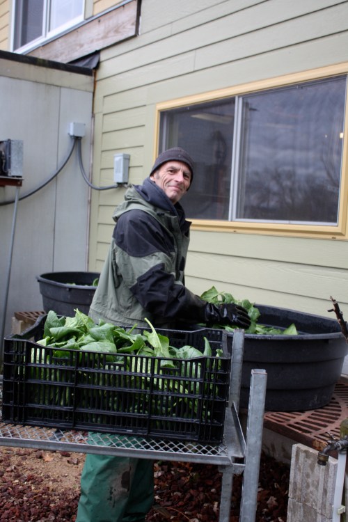Scott double rinsing the spinach.