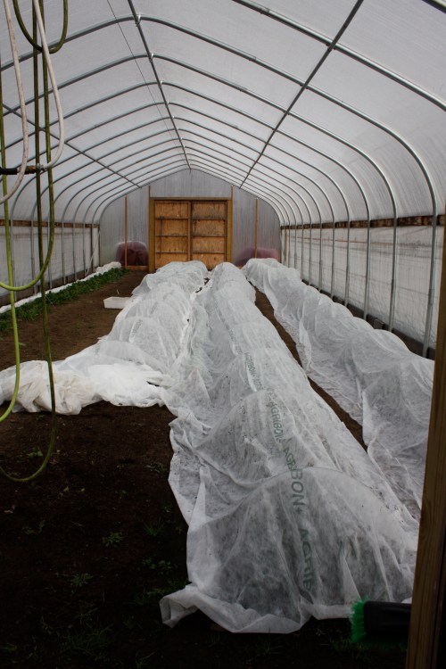Row cover protecting the crop in the hoop house.