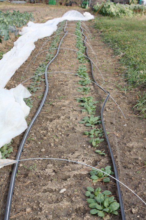 Winter over spinach well established out in the garden all set for Spring.