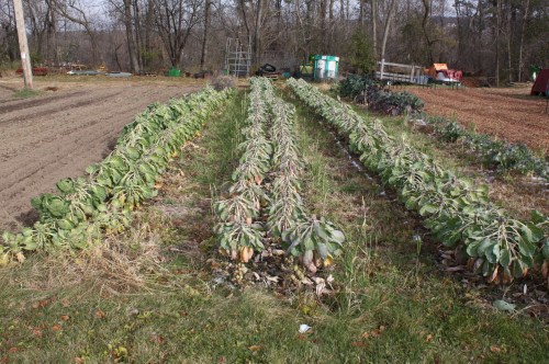 The Brussels Sprout Patch.  We will see if we can get 1 more harvest out of it this year.