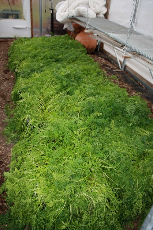 Baby Carrots planted in Crates in August for Winter Share Harvest.