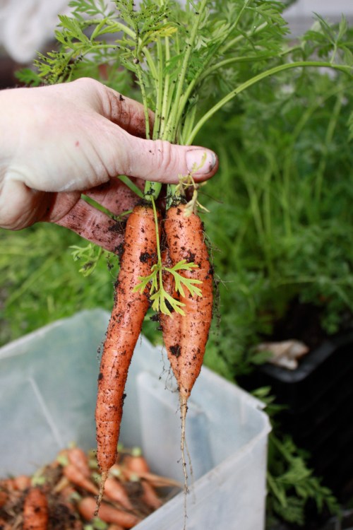 Baby Carrot Harvest.