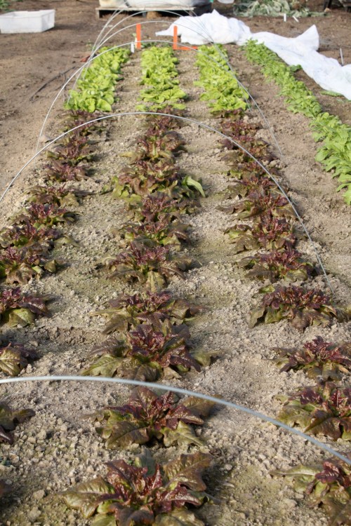 Lettuce in the hoophouse at harvest on December 6th.  WOW!
