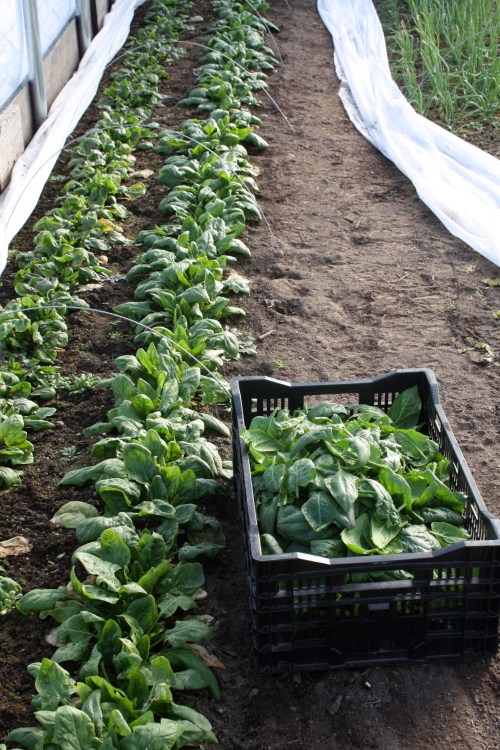 Harvesting the Spinach.