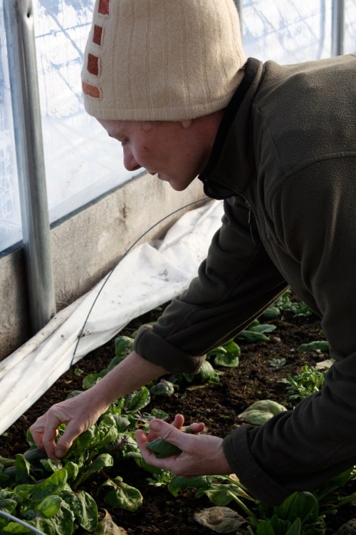 Picking Red Kitten Spinach.