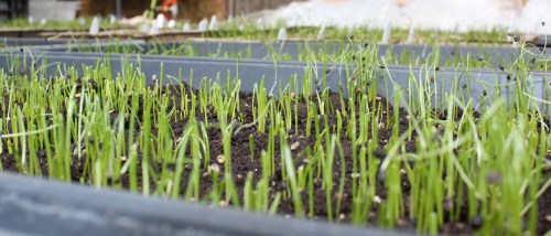 A close up photo of Sweet Summer Onions....
